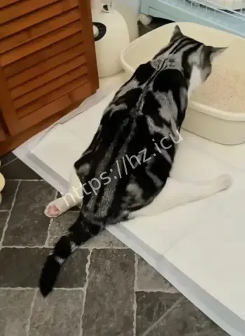 猫粮疑致猫瘫痪